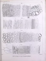 An illustration from Histoire des végétaux fossiles, ou, Recherches botaniques et géologiques sur les végétaux renfermés dans les diverses couches du globe (1828)