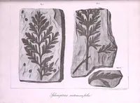Picture 1 of 4 from Histoire des végétaux fossiles, ou, Recherches botaniques et géologiques sur les végétaux renfermés dans les diverses couches du globe (1828), leaf 415