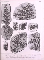 An illustration from Histoire des végétaux fossiles, ou, Recherches botaniques et géologiques sur les végétaux renfermés dans les diverses couches du globe (1828)