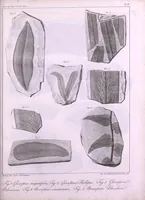 An illustration from Histoire des végétaux fossiles, ou, Recherches botaniques et géologiques sur les végétaux renfermés dans les diverses couches du globe (1828)