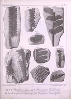 An illustration from Histoire des végétaux fossiles, ou, Recherches botaniques et géologiques sur les végétaux renfermés dans les diverses couches du globe (1828)