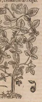 Picture 5 of 108 from Histoire generale des plantes : contenant XVIII livres egalement de partis en deux tomes (1653), leaf 113