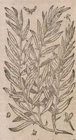 Picture 6 of 108 from Histoire generale des plantes : contenant XVIII livres egalement de partis en deux tomes (1653), leaf 128