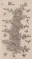 Picture 7 of 108 from Histoire generale des plantes : contenant XVIII livres egalement de partis en deux tomes (1653), leaf 128
