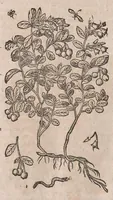 Picture 8 of 108 from Histoire generale des plantes : contenant XVIII livres egalement de partis en deux tomes (1653), leaf 174
