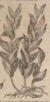 Picture 9 of 108 from Histoire generale des plantes : contenant XVIII livres egalement de partis en deux tomes (1653), leaf 185