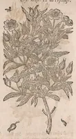 Picture 10 of 108 from Histoire generale des plantes : contenant XVIII livres egalement de partis en deux tomes (1653), leaf 201