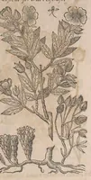 Picture 11 of 108 from Histoire generale des plantes : contenant XVIII livres egalement de partis en deux tomes (1653), leaf 201