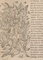 Picture 12 of 108 from Histoire generale des plantes : contenant XVIII livres egalement de partis en deux tomes (1653), leaf 211