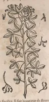 Picture 13 of 108 from Histoire generale des plantes : contenant XVIII livres egalement de partis en deux tomes (1653), leaf 231