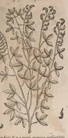 Picture 14 of 108 from Histoire generale des plantes : contenant XVIII livres egalement de partis en deux tomes (1653), leaf 231