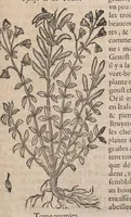 Picture 15 of 108 from Histoire generale des plantes : contenant XVIII livres egalement de partis en deux tomes (1653), leaf 231