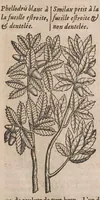 Picture 1 of 108 from Histoire generale des plantes : contenant XVIII livres egalement de partis en deux tomes (1653), leaf 33
