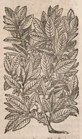 Picture 2 of 108 from Histoire generale des plantes : contenant XVIII livres egalement de partis en deux tomes (1653), leaf 33