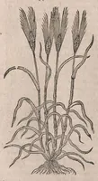 An illustration from Histoire generale des plantes : contenant XVIII livres egalement de partis en deux tomes (1653)
