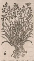 Picture 20 of 108 from Histoire generale des plantes : contenant XVIII livres egalement de partis en deux tomes (1653), leaf 366