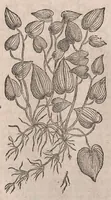 Picture 21 of 108 from Histoire generale des plantes : contenant XVIII livres egalement de partis en deux tomes (1653), leaf 366