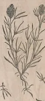 Picture 22 of 108 from Histoire generale des plantes : contenant XVIII livres egalement de partis en deux tomes (1653), leaf 374