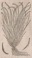 Picture 23 of 108 from Histoire generale des plantes : contenant XVIII livres egalement de partis en deux tomes (1653), leaf 374