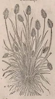 Picture 24 of 108 from Histoire generale des plantes : contenant XVIII livres egalement de partis en deux tomes (1653), leaf 374