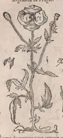 Picture 25 of 108 from Histoire generale des plantes : contenant XVIII livres egalement de partis en deux tomes (1653), leaf 382