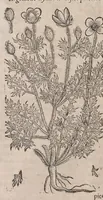 Picture 26 of 108 from Histoire generale des plantes : contenant XVIII livres egalement de partis en deux tomes (1653), leaf 382