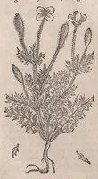 Picture 27 of 108 from Histoire generale des plantes : contenant XVIII livres egalement de partis en deux tomes (1653), leaf 382