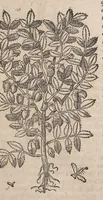 Picture 28 of 108 from Histoire generale des plantes : contenant XVIII livres egalement de partis en deux tomes (1653), leaf 399