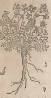 Picture 29 of 108 from Histoire generale des plantes : contenant XVIII livres egalement de partis en deux tomes (1653), leaf 423