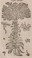 Picture 30 of 108 from Histoire generale des plantes : contenant XVIII livres egalement de partis en deux tomes (1653), leaf 432
