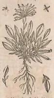Picture 31 of 108 from Histoire generale des plantes : contenant XVIII livres egalement de partis en deux tomes (1653), leaf 441