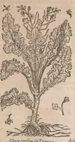 Picture 32 of 108 from Histoire generale des plantes : contenant XVIII livres egalement de partis en deux tomes (1653), leaf 453