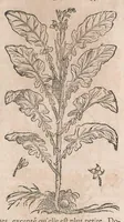 Picture 33 of 108 from Histoire generale des plantes : contenant XVIII livres egalement de partis en deux tomes (1653), leaf 453