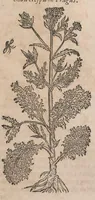 Picture 34 of 108 from Histoire generale des plantes : contenant XVIII livres egalement de partis en deux tomes (1653), leaf 453