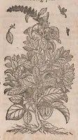Picture 35 of 108 from Histoire generale des plantes : contenant XVIII livres egalement de partis en deux tomes (1653), leaf 466