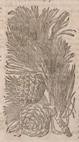 Picture 3 of 108 from Histoire generale des plantes : contenant XVIII livres egalement de partis en deux tomes (1653), leaf 48