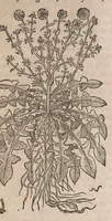 Picture 37 of 108 from Histoire generale des plantes : contenant XVIII livres egalement de partis en deux tomes (1653), leaf 481