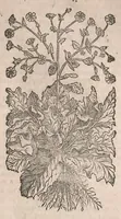 Picture 38 of 108 from Histoire generale des plantes : contenant XVIII livres egalement de partis en deux tomes (1653), leaf 481