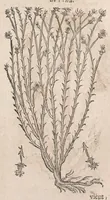 Picture 39 of 108 from Histoire generale des plantes : contenant XVIII livres egalement de partis en deux tomes (1653), leaf 491
