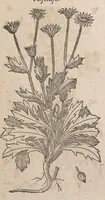 Picture 40 of 108 from Histoire generale des plantes : contenant XVIII livres egalement de partis en deux tomes (1653), leaf 491