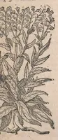 Picture 41 of 108 from Histoire generale des plantes : contenant XVIII livres egalement de partis en deux tomes (1653), leaf 501