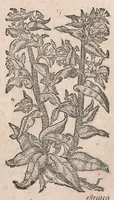 Picture 42 of 108 from Histoire generale des plantes : contenant XVIII livres egalement de partis en deux tomes (1653), leaf 501