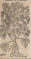 Picture 43 of 108 from Histoire generale des plantes : contenant XVIII livres egalement de partis en deux tomes (1653), leaf 513