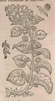 Picture 44 of 108 from Histoire generale des plantes : contenant XVIII livres egalement de partis en deux tomes (1653), leaf 513