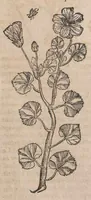 Picture 45 of 108 from Histoire generale des plantes : contenant XVIII livres egalement de partis en deux tomes (1653), leaf 513