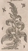 Picture 46 of 108 from Histoire generale des plantes : contenant XVIII livres egalement de partis en deux tomes (1653), leaf 524