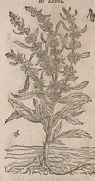 Picture 47 of 108 from Histoire generale des plantes : contenant XVIII livres egalement de partis en deux tomes (1653), leaf 524