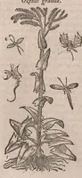 Picture 48 of 108 from Histoire generale des plantes : contenant XVIII livres egalement de partis en deux tomes (1653), leaf 524