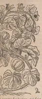 Picture 49 of 108 from Histoire generale des plantes : contenant XVIII livres egalement de partis en deux tomes (1653), leaf 535