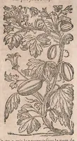 Picture 50 of 108 from Histoire generale des plantes : contenant XVIII livres egalement de partis en deux tomes (1653), leaf 535